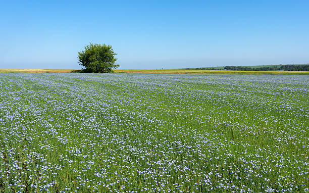 Flor de lino azul